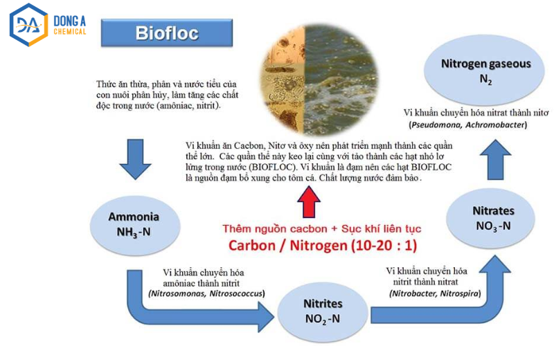 Mô hình nuôi tôm BioFloc